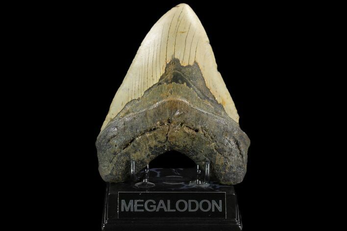 Huge, Fossil Megalodon Tooth - North Carolina #124429
